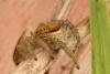 347367 – Photo : Mathurin CARNET – France (58)